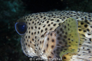 Pufferfish, Byron Bay, taken with a demo Canon 7D by Catherine Marshall 
